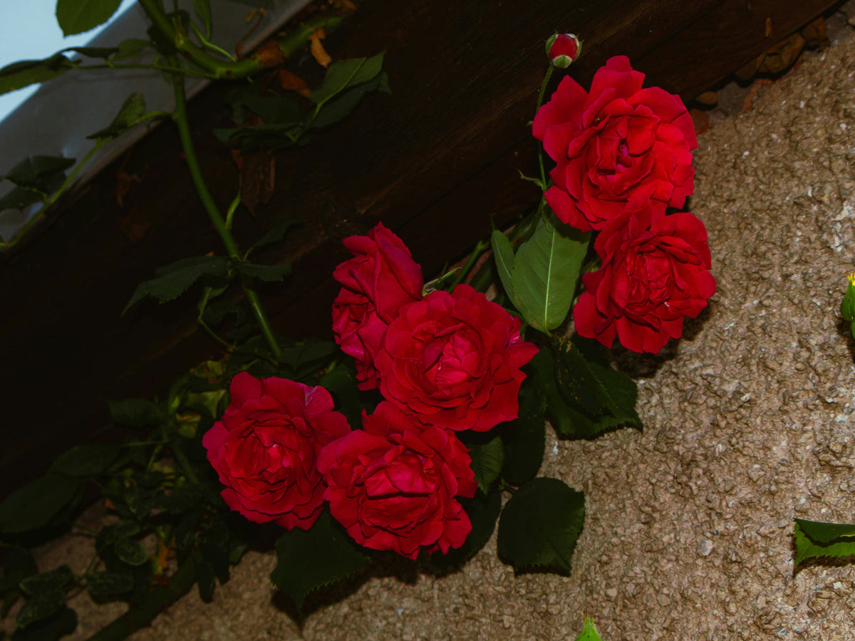 Red climbing roses spilling over an old stone wall — the enchanted wall of roses from Briar Rose, the dark fairy tale behind Sleeping Beauty