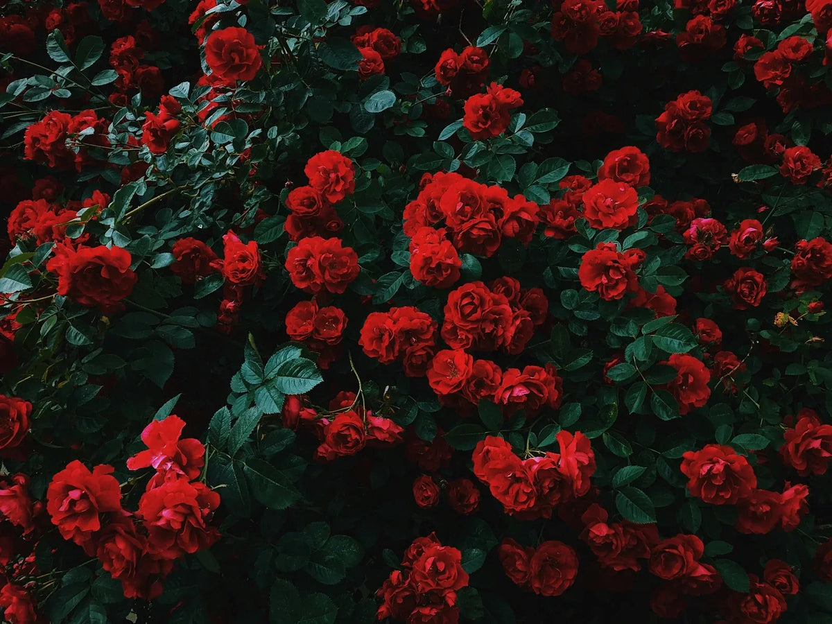 A lush garden full of blooming red roses — representing the rose as the timeless symbol of love and beauty at the heart of the language of flowers