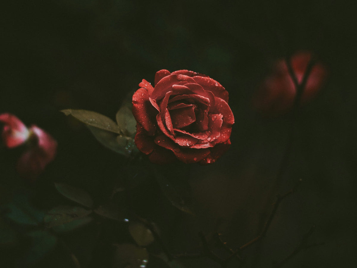  single deep red rose against a dark background — the Gothic rose, timeless symbol of love, mystery, and dark romance