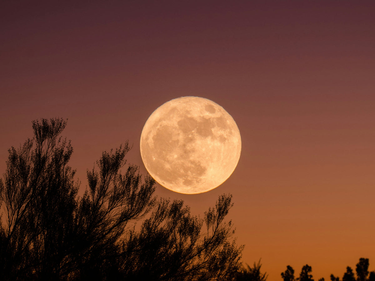 A golden Hunter's Moon rising over the horizon at dusk — the October full moon that has belonged to lovers for thousands of years