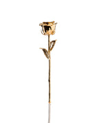 24K gold dipped rose standing upright with soft reflection on white background