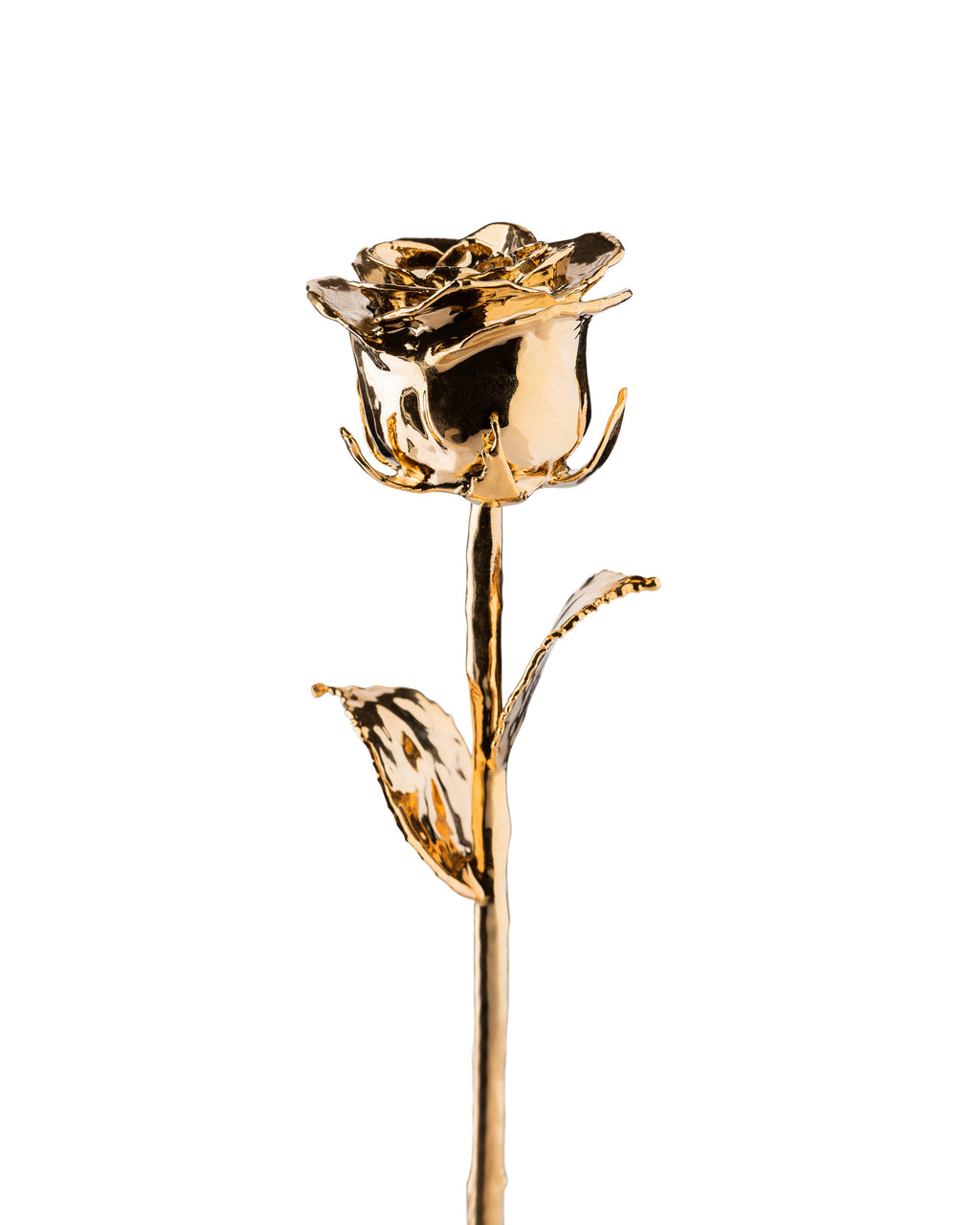 24K gold dipped rose on white background showing full stem and leaves